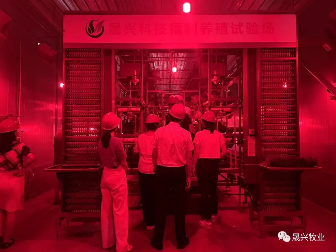 養(yǎng)雞設(shè)備